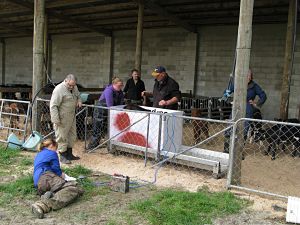 Initial weigh-in of the calves at Telford, a Division of Lincoln University