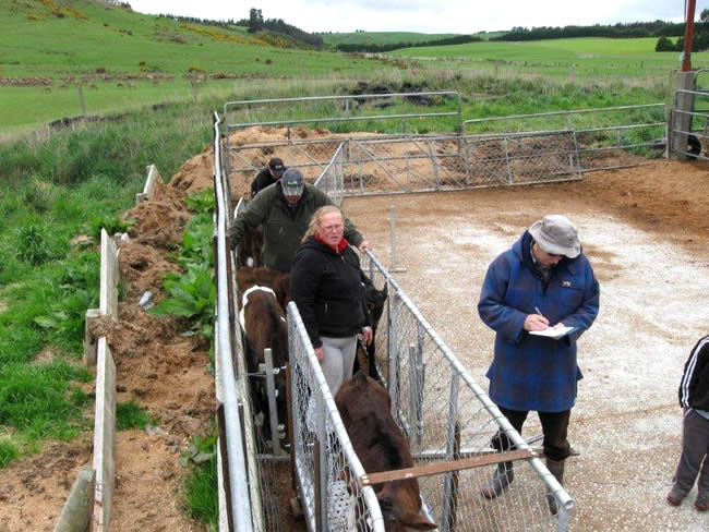 Kim Phillips of Telford Farms and Malcolm Deverson of The Clutha Agricultural Development Board weighing calves and recording data for probiotics calf trial