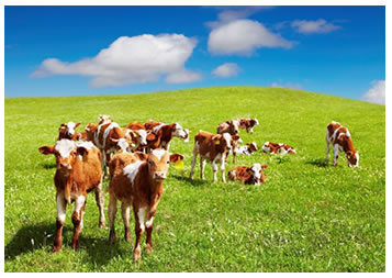 CalfBrew Calves