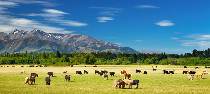 BioBrew Animal Nutrition Probiotic Supplements