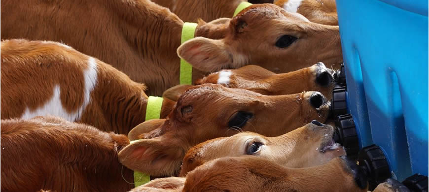 CalfBrew Animal Nutrition Probiotic Supplement for calves