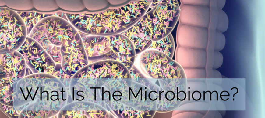 What is the Microbiome?