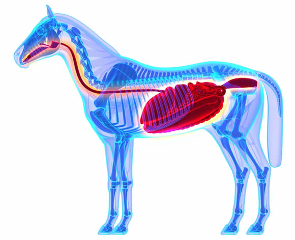 Horse Gut Health