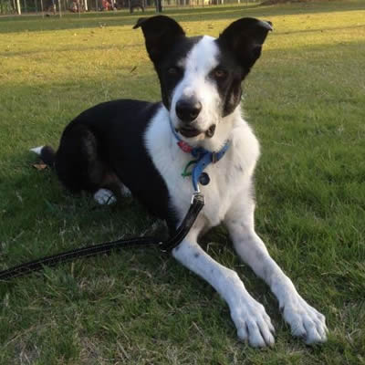 Beau