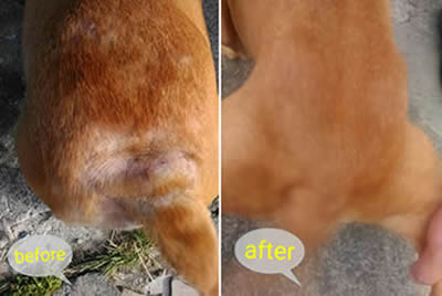 Ink before and after using PetBrew