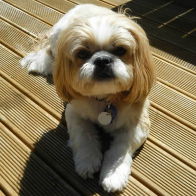 Lulu