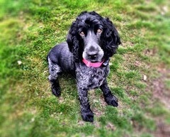 Solly